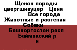 Щенок породы  цвергшнауцер › Цена ­ 30 000 - Все города Животные и растения » Собаки   . Башкортостан респ.,Баймакский р-н